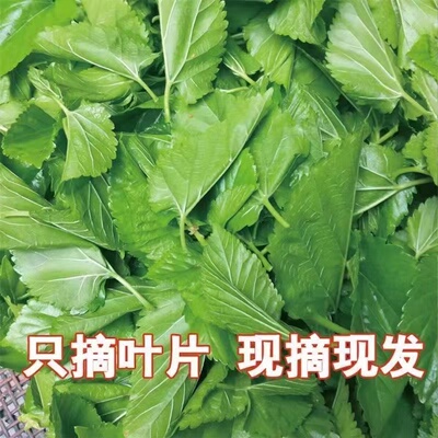 现摘蚕宝宝吃的新鲜桑叶喂蚕养蚕蚕卵和桑叶健康鲜嫩桑叶小蚕饲料