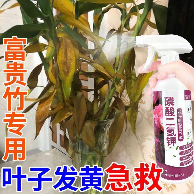 植物肥料富贵竹专用营养液转运观音竹子水培土培家用水养植物养花