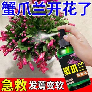 蟹爪兰专用肥黄叶不开花干瘪酸性植物叶面喷施一喷绿营养液免稀释