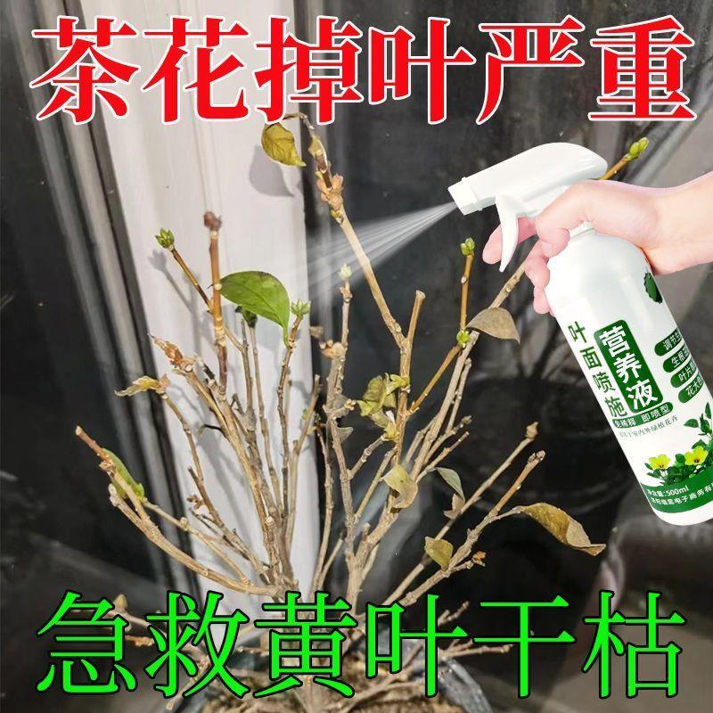 茶花营养液茶花专用肥免稀释液体肥室内养花促进生长防落蕾防掉叶