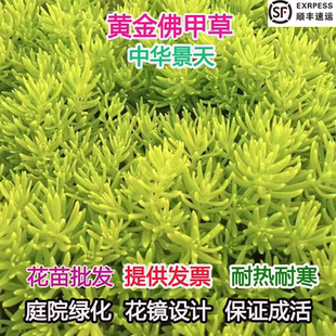 佛甲草草皮中华景天佛甲草苗薄雪万年草楼顶四季常绿耐热庭院耐寒