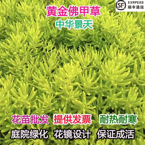 佛甲草中华景天薄雪万年草耐热寒