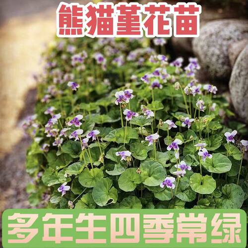 熊猫堇花苗姬岩垂草耐寒耐热耐踩