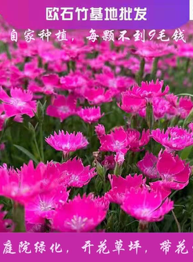 欧石竹花苗石竹花带花苞四季草皮室外草坪易活耐寒植物庭院花期长