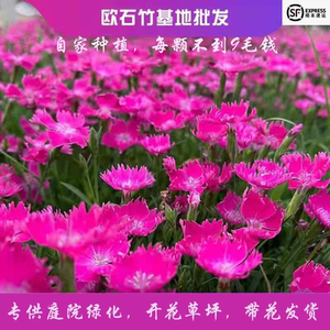 欧石竹花苗耐寒四季室外草坪易活