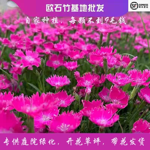 欧石竹花苗石竹花带花苞四季 草皮室外草坪易活耐寒植物庭院花期长