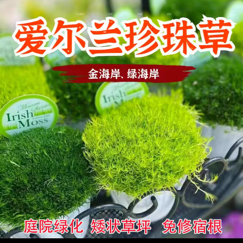 爱尔兰珍珠草苔藓金海岸庭院绿化草坪多年生宿根植物好养活