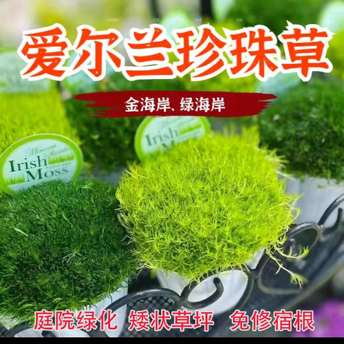 爱尔兰真珠草花苗批发耐寒植物