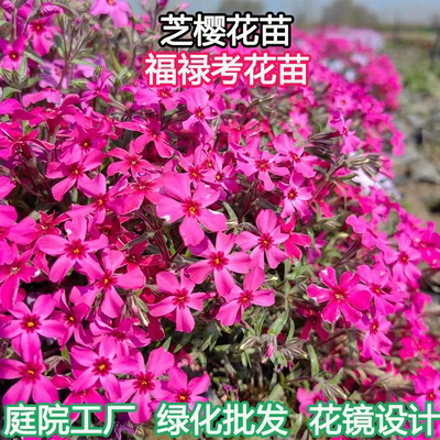 芝樱花苗福禄考庭院绿化四季