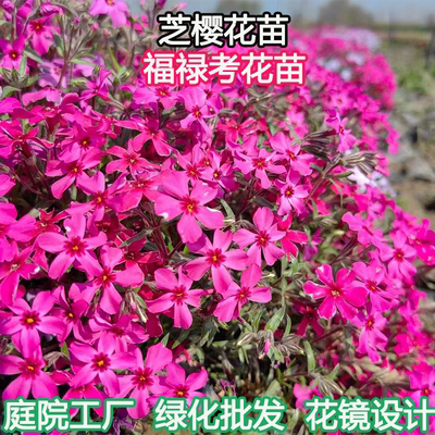 芝樱花苗福禄考庭院绿化