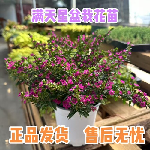 满天星花苗盆栽带花苞宿根绿植多年生耐热耐寒庭院绿化四季