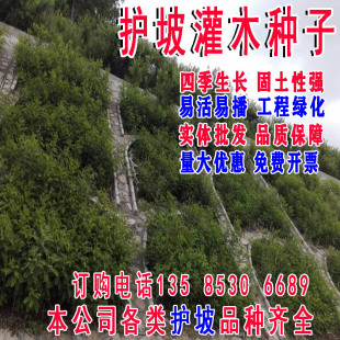 灌木种子紫穗槐籽刺槐树盐肤木猪屎豆荆条四季青护坡固土植物草籽