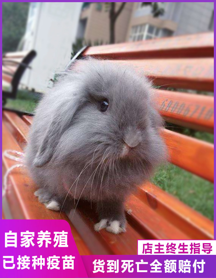 纯耳兔子白色黄色烟灰色长不大侏儒兔宠物兔子活体凤眼侏儒宠物兔