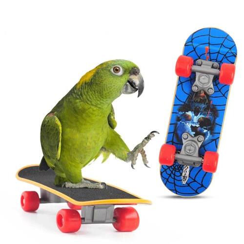 1 PC Parrot Training Skateboard Bird Supplies Skates Lovebir