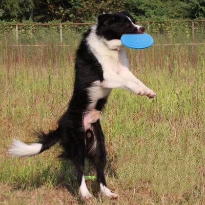 7 Colors Silicone Flying Saucer Funny Dog Cat Toy Dog Game F