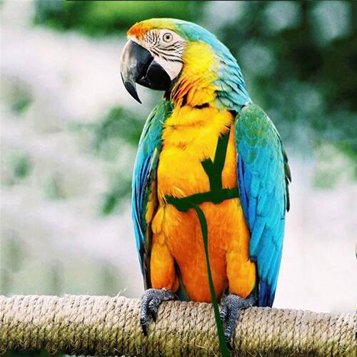 Anti-Bite Bird Harness Leash Set Parrot Harness Nylon Rope F