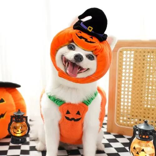 Halloween Dog Costumes Funny Pumpkin Lantern Transformation