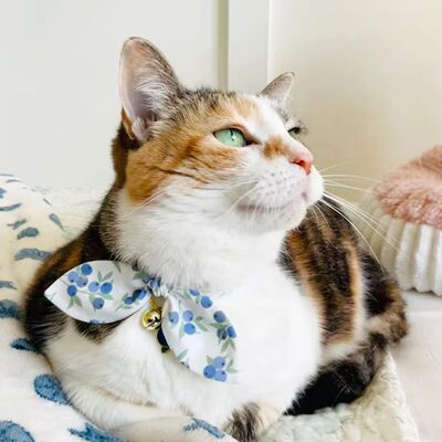 Pet Cat Safety Collar With bell And Breakaway Blueberry Bow