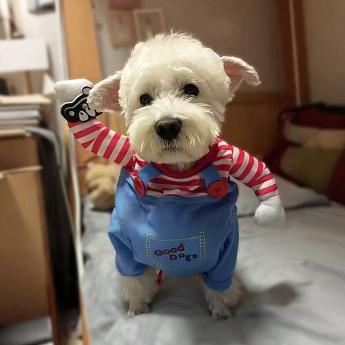 Cute Funny Dog Clothes Halloween Pet Costume For Small Big D