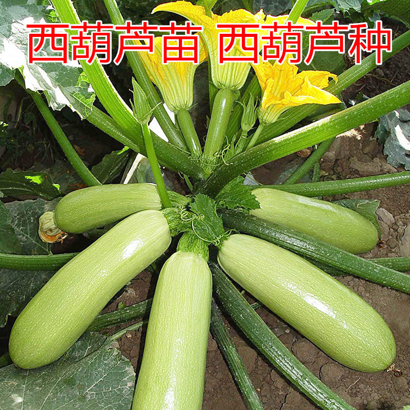 西芦,西芦天著,雄安西芦天著_大山谷图库