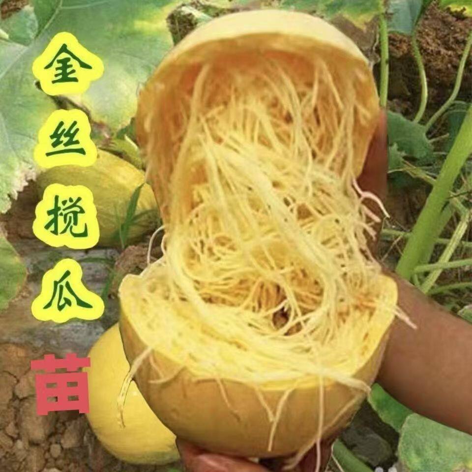 金丝绞瓜苗秧苗搅瓜茭瓜天然粉丝鱼翅瓜种苗黄金瓜种子