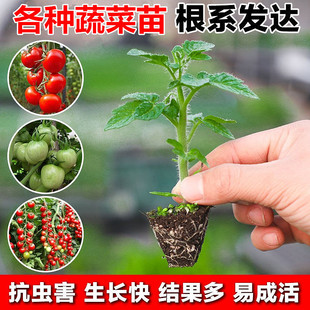 辣椒苗秧苗黄瓜茄子青椒矮生小番茄西红柿圣女果盆栽春季 西瓜幼苗