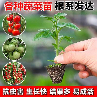 蔬菜红椒高产春季南方种孑幼苗