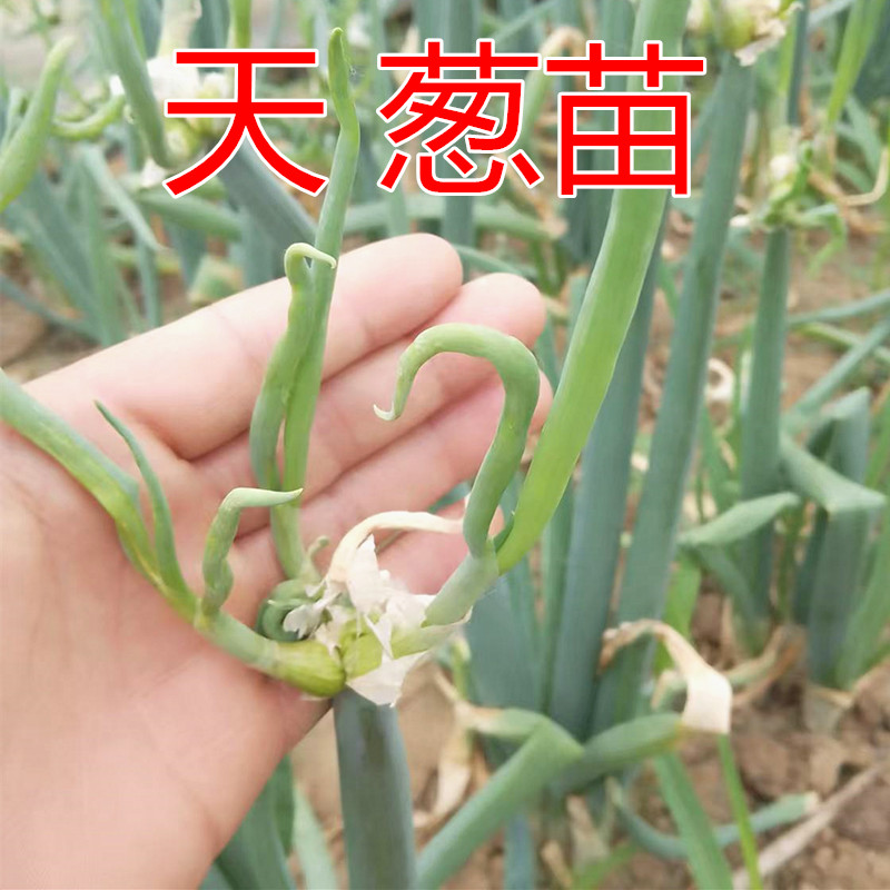 天葱苗秧苗带根现挖发货