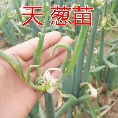 天葱苗秧苗楼葱龙爪葱羊角阳台屋顶种植万年葱葱头葱芽带根风葱苗