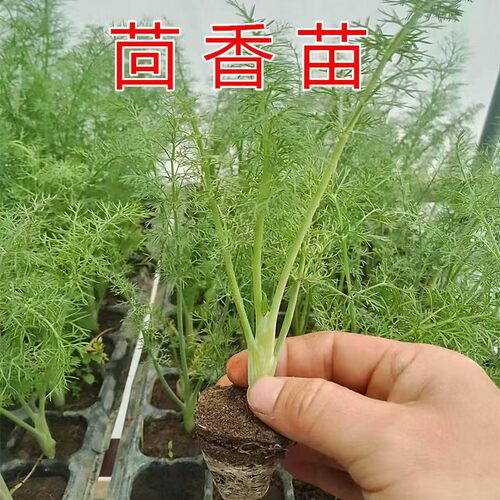 多年生小茴香苗带土秧苗割茬老根