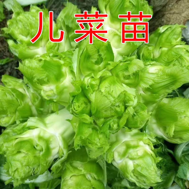 儿菜苗秋冬秧苗蔬菜苗