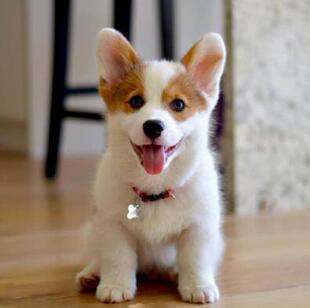 纯种柯基幼犬活体威尔士小短腿两色三色柯基犬巴哥幼犬活物宠物狗