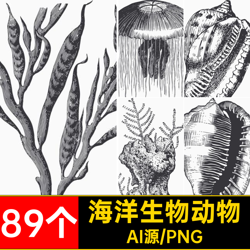 手绘复古黑白素描海洋生物动物鱼类贝壳插画图案矢量AI设计素材图