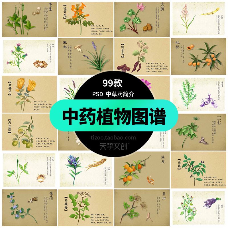 传统中草药图谱中医药材植物根茎功效介绍中国风插画插图psd素材