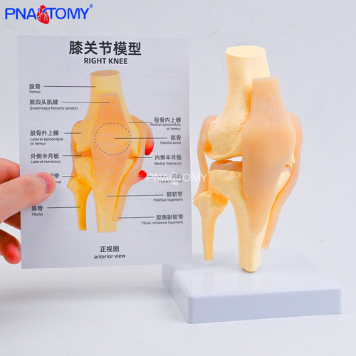 PNATOMY膝关节解剖教学模型