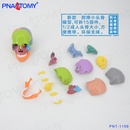 彩色頭骨模型醫用牙科診所教學用具可拆15部件頭顱骨模型 PNATOMY
