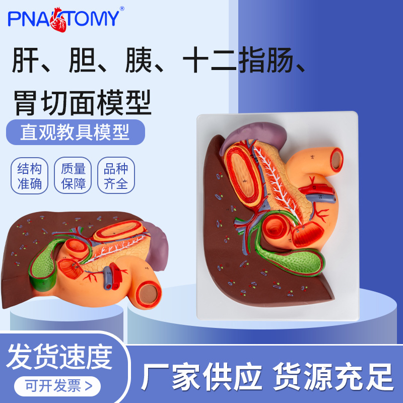 PNATOMY 1比1肝胆胰十二指肠胃解剖模型胰腺教学模具生物教具