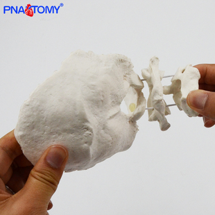 1比1人体可活动枕骨寰椎枢椎骨骼模型医用教学正骨康复演示教具