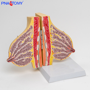 乳房模型教具胸部解剖教学用女性哺乳期乳腺结构医学催乳用具正品