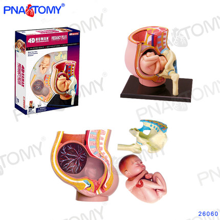 4D MASTER 小型妊娠盆腔模型可拆27部件胚胎发育妇科卫生院展示用