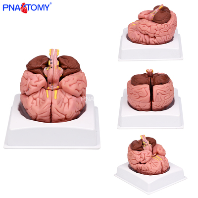 PNATOMY人体可拆卸大脑解剖模型