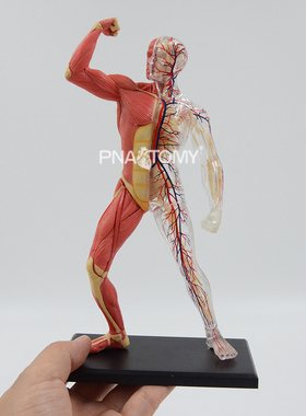4D MASTER 肌肉人模型可拆46部件血管肌肉骨骼拼装益智摆件26058