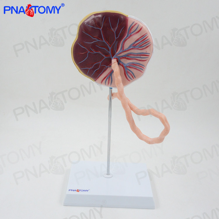 仿真医学人体胎盘带脐带模型脐动脉妊娠胚胎脐带妇产科计生标本