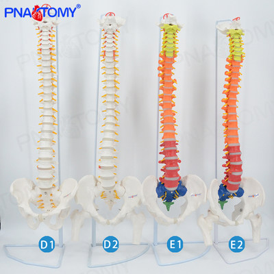 成人85cm人体脊柱神经骨盆骨骼模型腰J椎可弯曲正骨教学医用标本