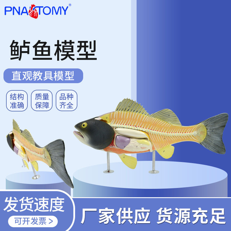 仿真自然大鲈鱼内脏器官解剖模型水产养殖生物教学展示教具