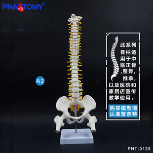 45cm小型白色仿真人体脊椎骨神经脊柱腰椎骨骼模型医用正骨疼痛科