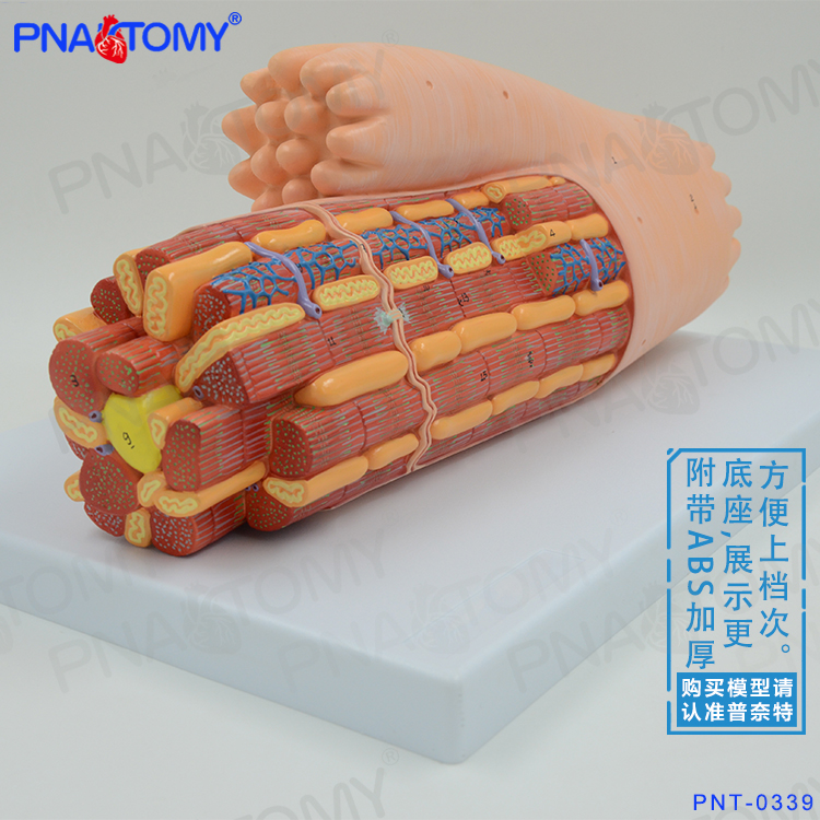 细胞超微结构医用人体肌肉组织心肌解剖放大模型骨骼肌横纹肌脂肪