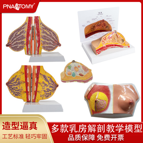 乳房模型PNATOMY仿真教学1比1