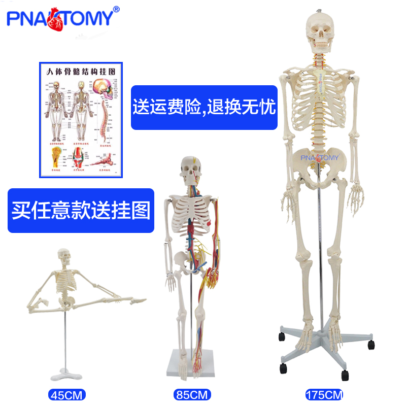 仿真全身人体骨骼模型175cm骨架85cm脊柱骷髅可拆卸医用教学瑜伽 玩具/童车/益智/积木/模型 其他模型玩具 原图主图