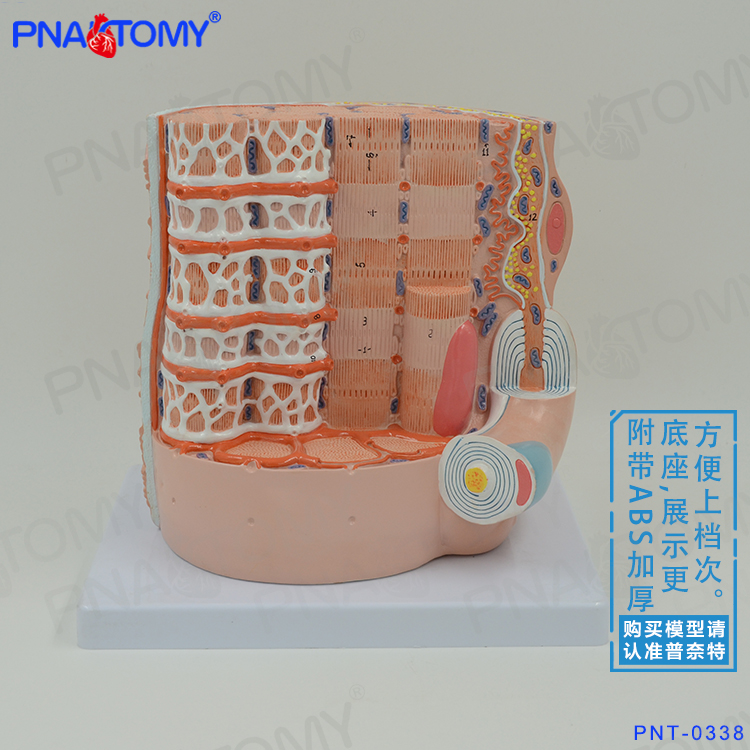 医用教学人体骨骼肌纤维放大模型超微结构显微解剖模型